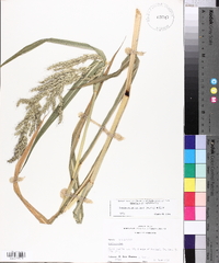 Echinochloa walteri image