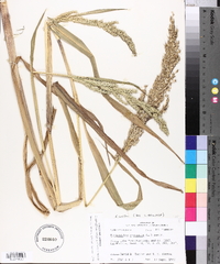 Echinochloa walteri image