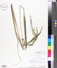 Echinochloa walteri image