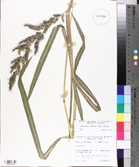 Echinochloa walteri image