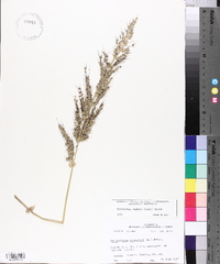 Echinochloa walteri image