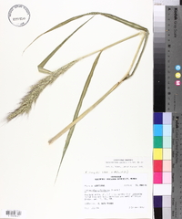 Echinochloa walteri image