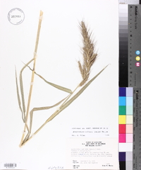 Echinochloa walteri image