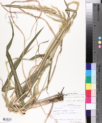 Echinochloa walteri image