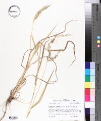 Echinochloa walteri image