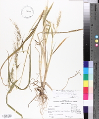 Echinochloa walteri image