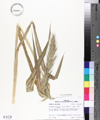 Echinochloa walteri image