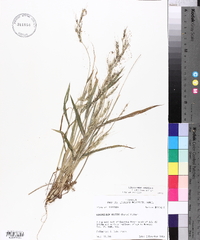 Echinochloa walteri image