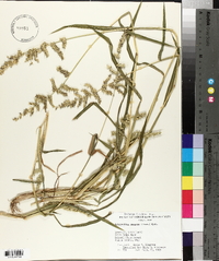 Echinochloa muricata var. muricata image