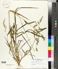 Echinochloa muricata var. muricata image