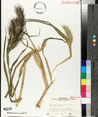 Echinochloa walteri image