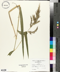 Echinochloa walteri image