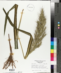 Echinochloa walteri image