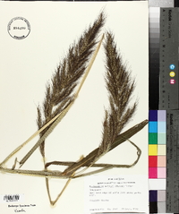 Echinochloa walteri image