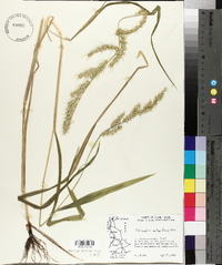 Echinochloa walteri image