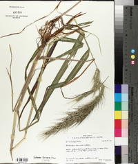 Echinochloa walteri image