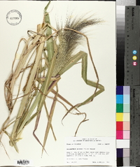 Echinochloa walteri image