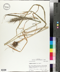 Echinochloa walteri image