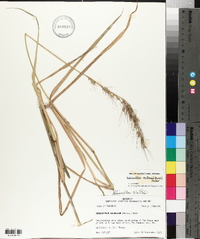 Echinochloa walteri image