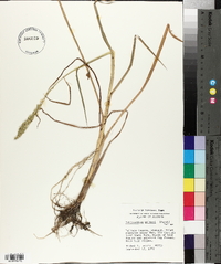 Echinochloa walteri image