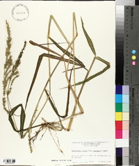 Echinochloa walteri image