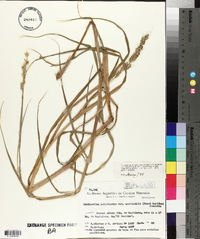 Echinochloa polystachya var. spectabilis image