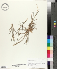 Echinochloa colona image