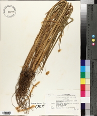 Echinochloa colona image