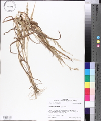 Echinochloa colona image