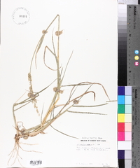 Echinochloa colona image