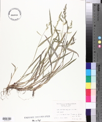 Echinochloa colona image