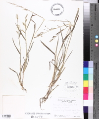 Echinochloa colona image