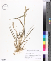 Echinochloa colona image