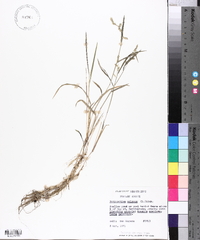 Echinochloa colona image