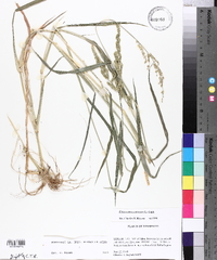 Echinochloa colona image