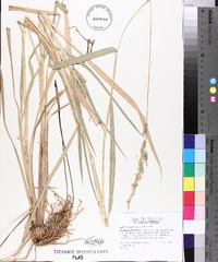 Echinochloa colona image