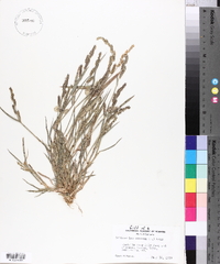 Echinochloa colona image