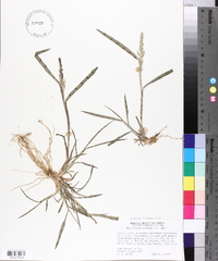 Echinochloa colona image