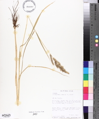 Echinochloa colona image