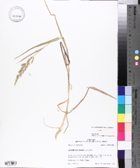 Echinochloa colona image