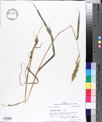 Echinochloa colona image