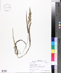 Echinochloa colona image