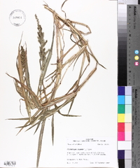 Echinochloa colona image