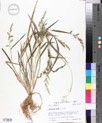 Echinochloa colona image