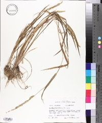 Echinochloa colona image