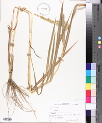 Echinochloa colona image