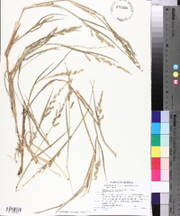 Echinochloa colona image