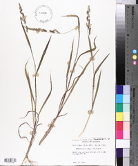 Echinochloa colona image