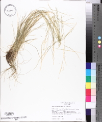 Deschampsia elongata image