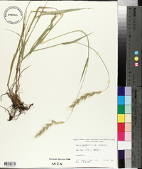 Elymus canadensis var. canadensis image